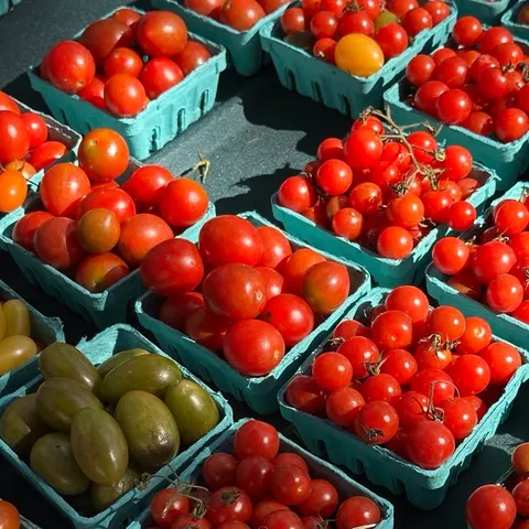Crates of tomatoes at a market